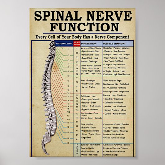 ヴィンテージ図解入りの、写真付きの医 ポスター (正面)