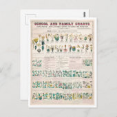 ヴィンテージ図:植物の分類 ポストカード (正面/裏面)