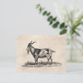 ヴィンテージ国内ヤギイラストレーション- 1800ズヤギ ポストカード (スタンド正面)