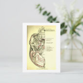 ヴィンテージ外部のスカルの解剖学的基盤 ポストカード (スタンド正面)