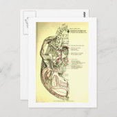 ヴィンテージ外部のスカルの解剖学的基盤 ポストカード (正面/裏面)