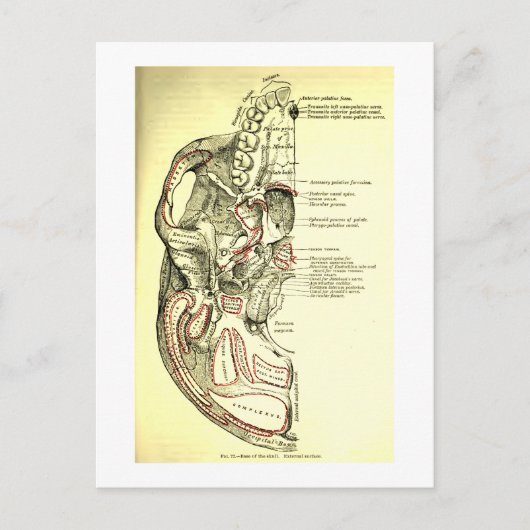 ヴィンテージ外部のスカルの解剖学的基盤 ポストカード (正面)