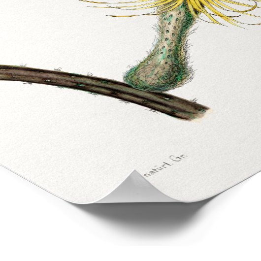 ヴィンテージ多血イラストレーションポスター ポスター (角)