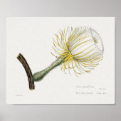 ヴィンテージ多血イラストレーションポスター ポスター (正面)