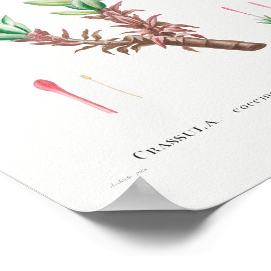 ヴィンテージ多血イラストレーション ポスター (角)