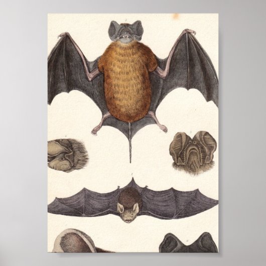 ヴィンテージ夜行性こうもり検体キャンバス印刷 ポスター (正面)