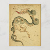 ヴィンテージ天文学プリントドラコ&ウルサマイナー ポストカード (正面)