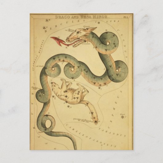 ヴィンテージ天文学プリントドラコ&ウルサマイナー ポストカード (正面)