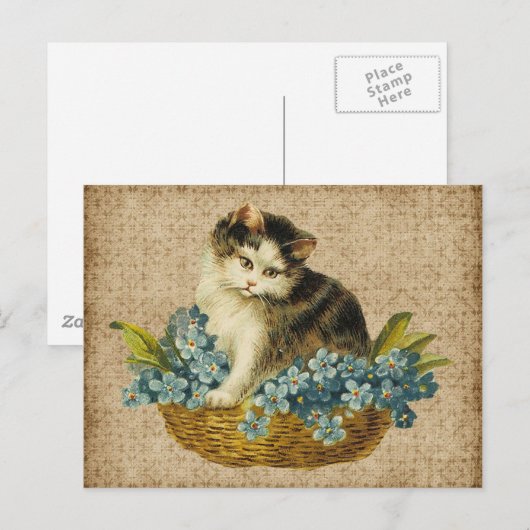ヴィンテージ子猫 ポストカード (正面/裏面)