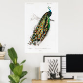 ヴィンテージ孔雀ポスター ポスター (ホームオフィス)