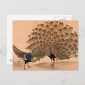 ヴィンテージ孔雀 ポストカード (正面/裏面)