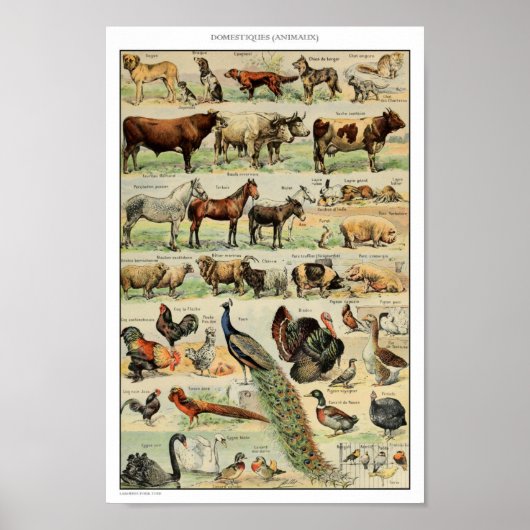 ヴィンテージ家畜化イラストレーション ポスター (正面)