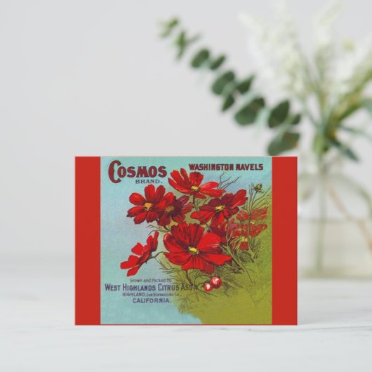 ヴィンテージ広告のコスモスワシントンのフルーツのラベル シーズンポストカード (スタンド正面)