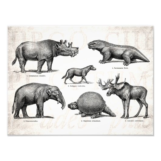 ヴィンテージ恐竜の古いイラストレーションレトロ フォトプリント            (正面)