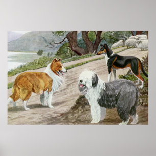 ヴィンテージ愛犬家アートコリートリオ ポスター
