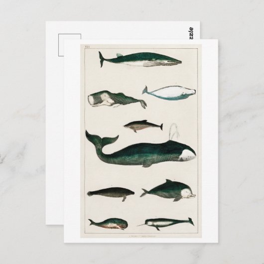 ヴィンテージ捕鯨業海洋生物葉書 ポストカード (正面/裏面)