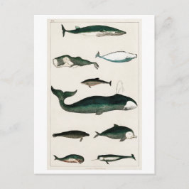 ヴィンテージ捕鯨業海洋生物葉書 ポストカード