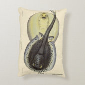 ヴィンテージ斑点アカエイ、海洋海動物 アクセントクッション (裏面(縦))