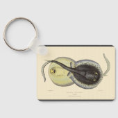 ヴィンテージ斑点アカエイ、海洋海動物 キーホルダー (裏面)