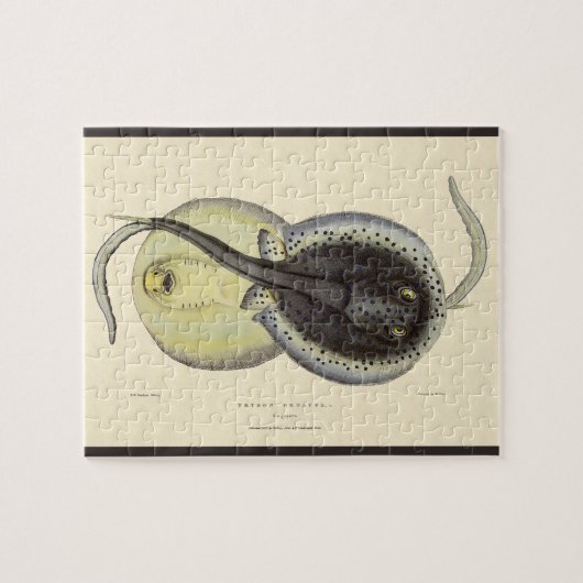 ヴィンテージ斑点アカエイ、海洋海動物 ジグソーパズル (横)