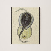 ヴィンテージ斑点アカエイ、海洋海動物 ジグソーパズル (縦)