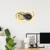 ヴィンテージ斑点アカエイ、海洋海動物 ポスター (ホームオフィス)