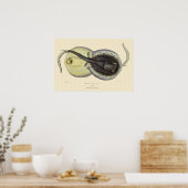 ヴィンテージ斑点アカエイ、海洋海動物 ポスター (キッチン)