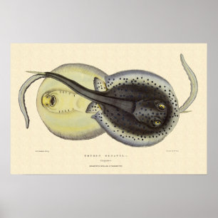 ヴィンテージ斑点アカエイ、海洋海動物 ポスター
