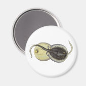 ヴィンテージ斑点アカエイ、海洋海動物 マグネット (正面/裏面)