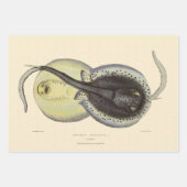 ヴィンテージ斑点アカエイ、海洋海動物 ラッピングペーパーシート (正面3)