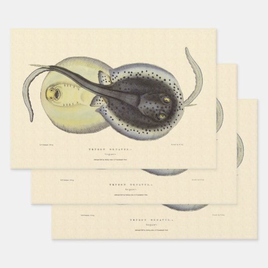 ヴィンテージ斑点アカエイ、海洋海動物 ラッピングペーパーシート (セット)