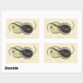 ヴィンテージ斑点アカエイ、海洋海動物 長方形シール (シート)