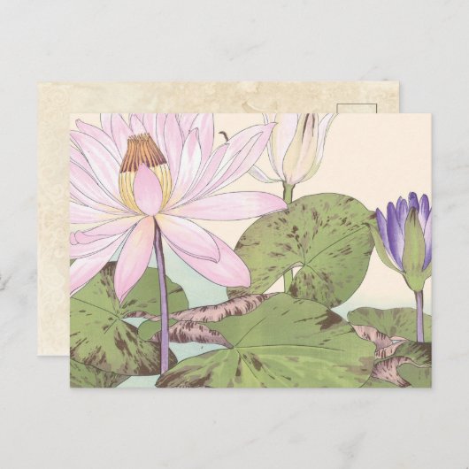 ヴィンテージ日本のフローラア淡い色のートピンクロータス ポストカード (正面/裏面)