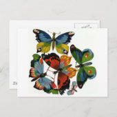 ヴィンテージ昆虫や虫、美しい蝶 ポストカード (正面/裏面)
