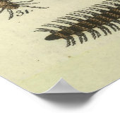 ヴィンテージ昆虫図イラストレーション(1834) ポスター (角)