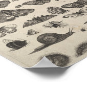 ヴィンテージ昆虫昆虫昆虫学 ポスター (角)