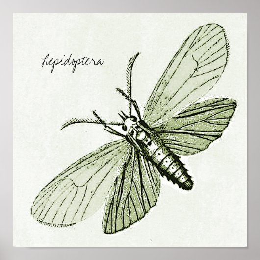 ヴィンテージ昆虫昆虫昆虫昆虫学バグイラストレーション ポスター (正面)