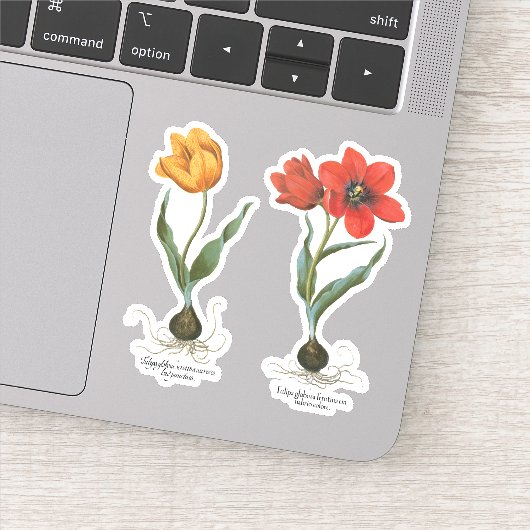 ヴィンテージ春チューリップフラワーズバイバシリウスベスラー シール (詳細)