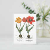 ヴィンテージ春チューリップフラワーズバイバシリウスベスラー ポストカード (スタンド正面)