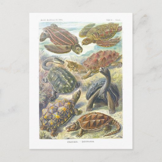 ヴィンテージ本イラストレーションウミガメ ポストカード (正面)