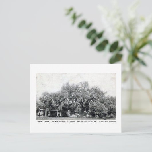 ヴィンテージ条約オークジャクソンビルフロリダポストカード ポストカード (スタンド正面)
