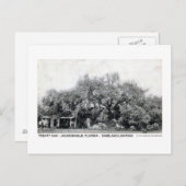 ヴィンテージ条約オークジャクソンビルフロリダポストカード ポストカード (正面/裏面)