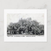 ヴィンテージ条約オークジャクソンビルフロリダポストカード ポストカード (正面)