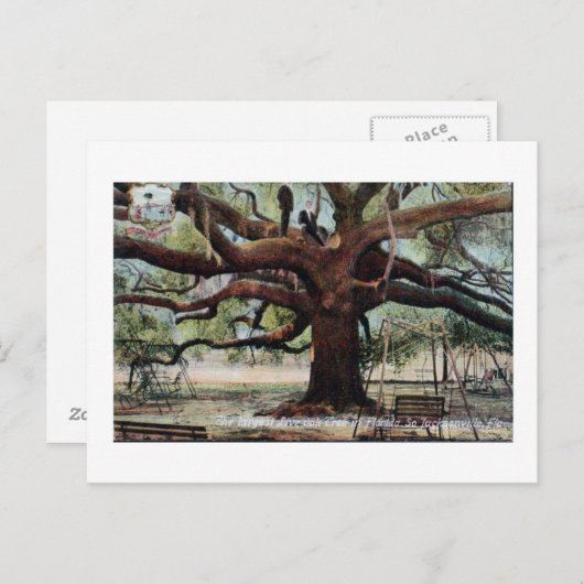 ヴィンテージ条約オークジャクソンビルフロリダポストカード ポストカード (正面/裏面)