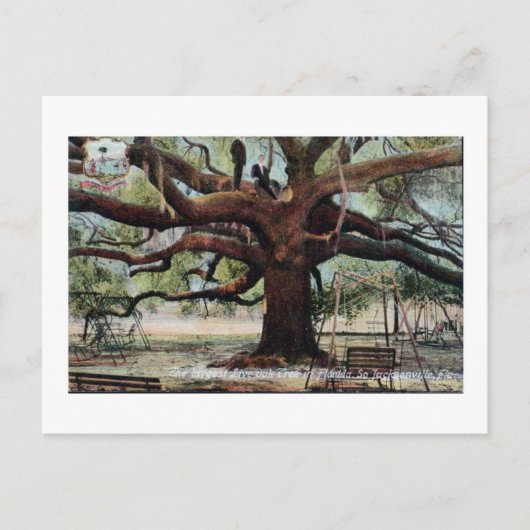 ヴィンテージ条約オークジャクソンビルフロリダポストカード ポストカード (正面)