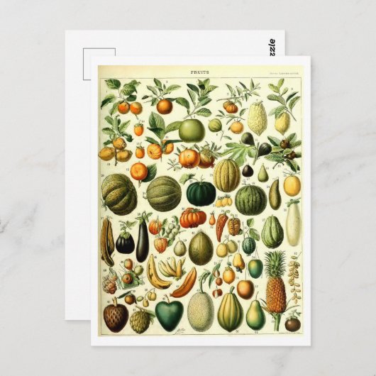 ヴィンテージ果実植物性イラストレーション葉書 ポストカード (正面/裏面)