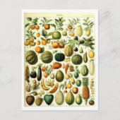 ヴィンテージ果実植物性イラストレーション葉書 ポストカード (正面)