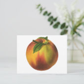 ヴィンテージ果実熟オーガニック桃 ポストカード (スタンド正面)