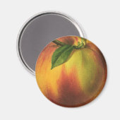ヴィンテージ果実熟オーガニック桃 マグネット (正面/裏面)
