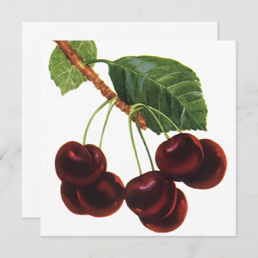 ヴィンテージ果物食品、木から熟したさくらんぼ (正面/裏面)